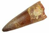 Fossil Spinosaurus Tooth - Real Dinosaur Tooth #346891-1